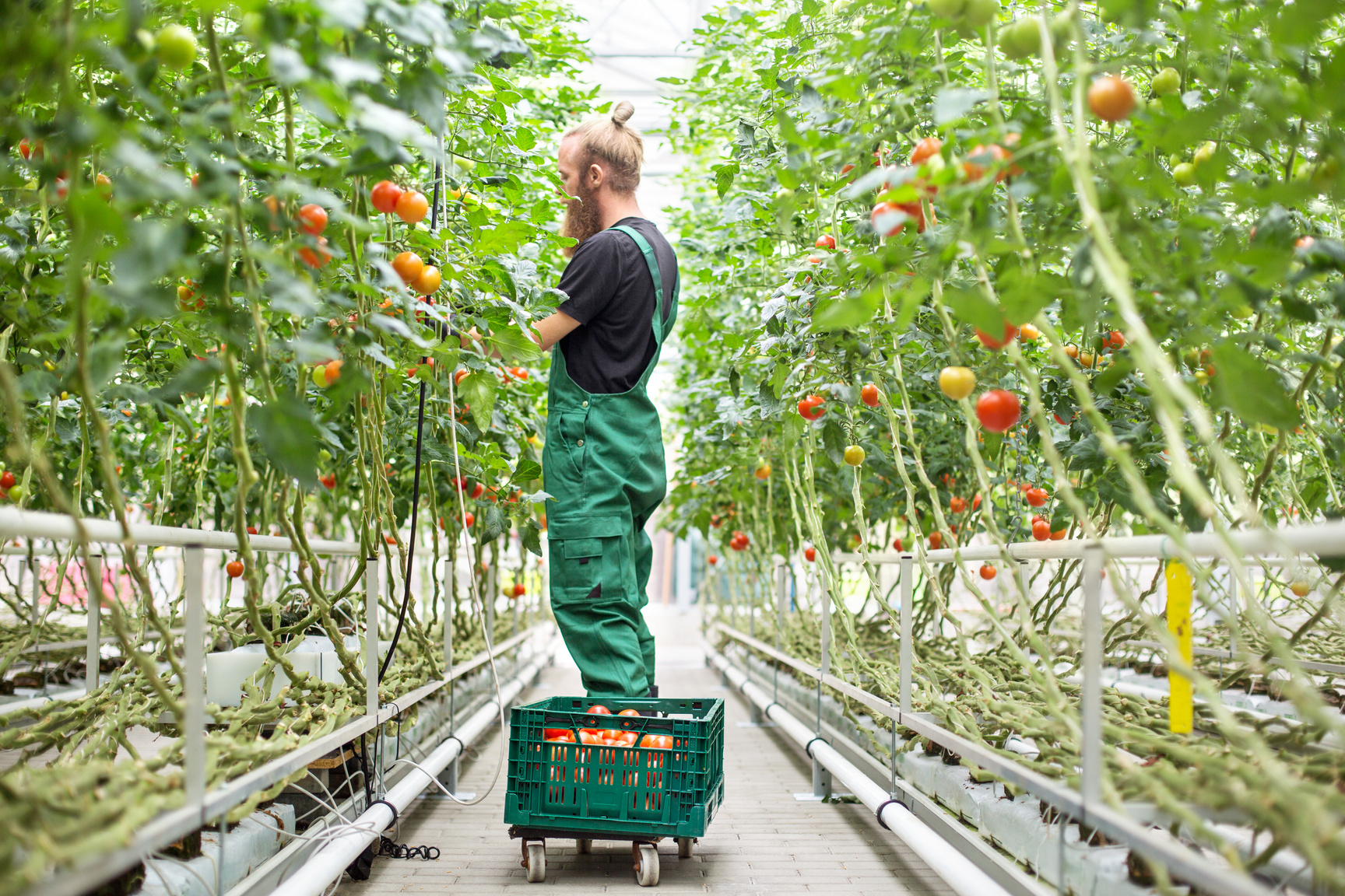 Farm worker harvesting tomatoes