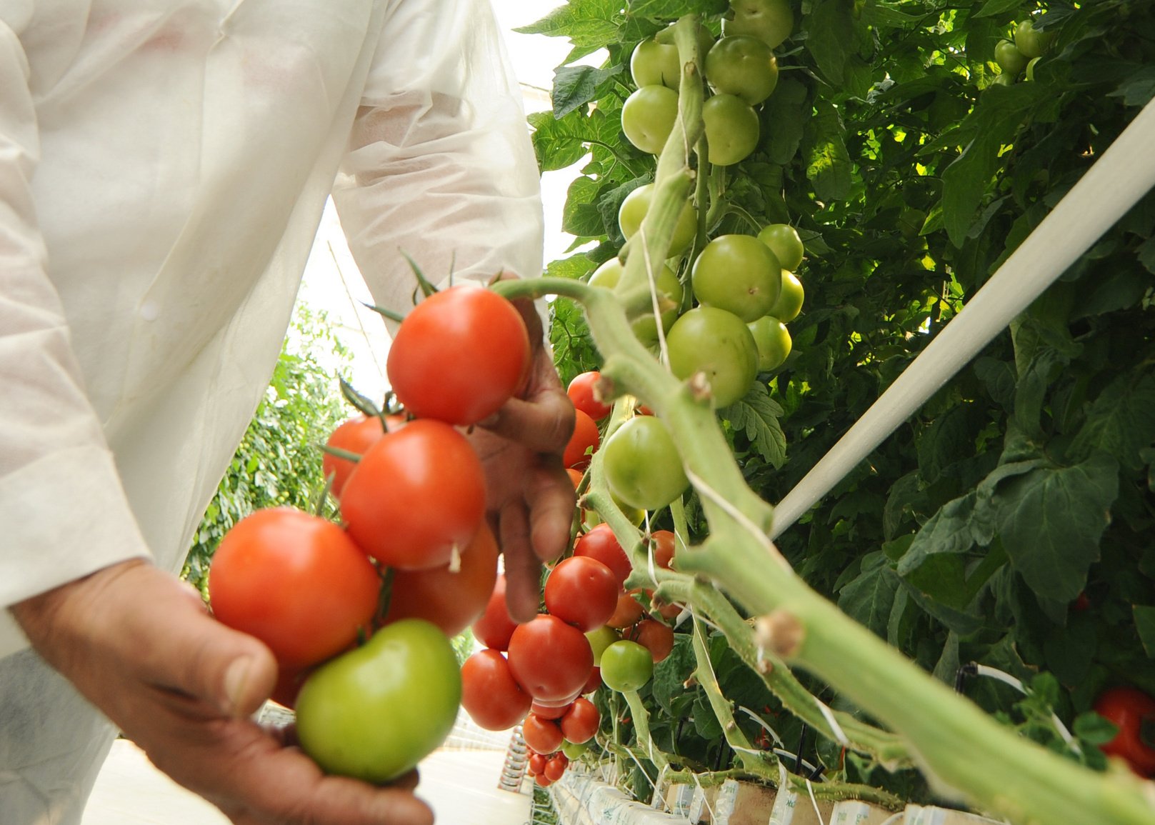 Hydroponic tomato