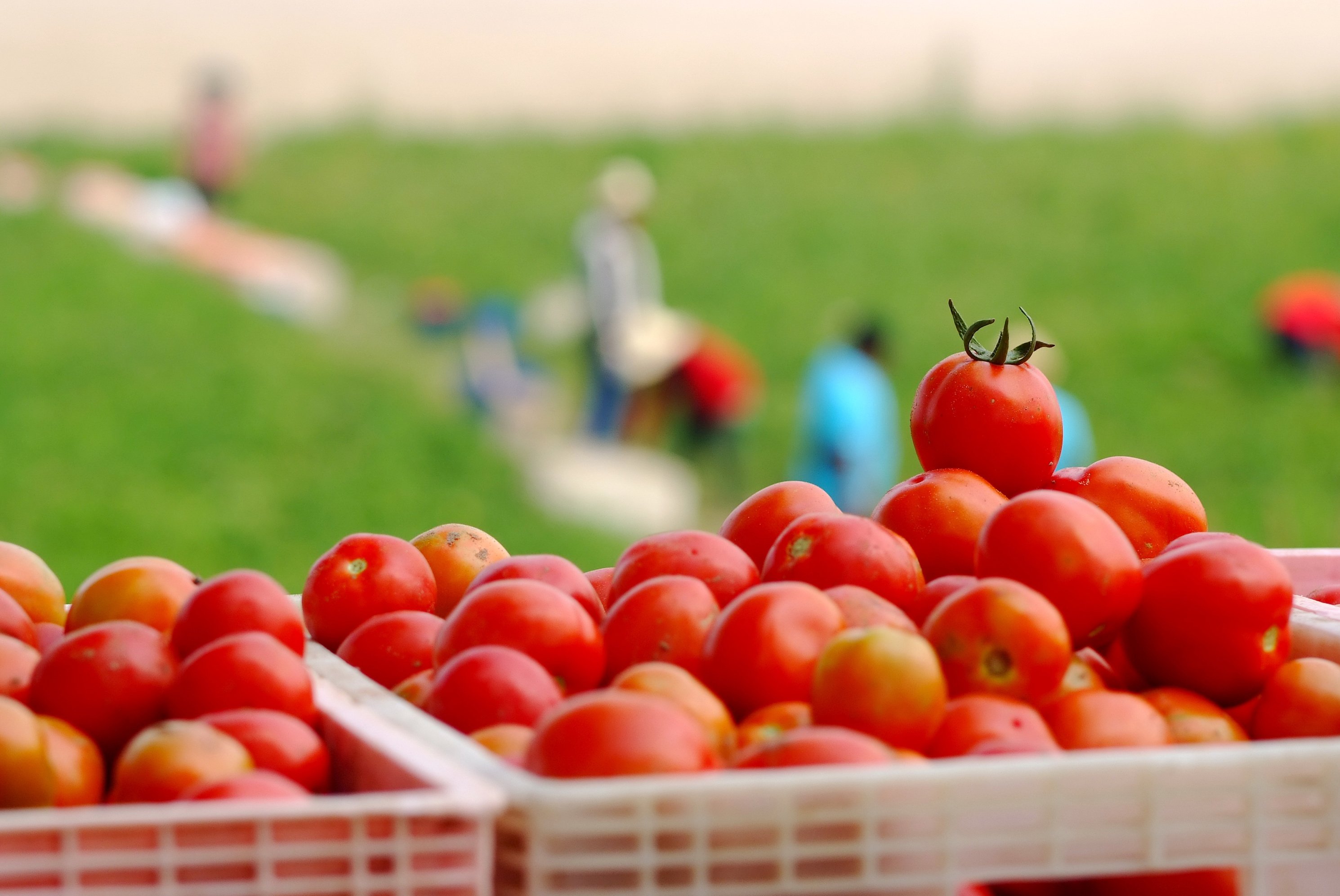 Tomato farm