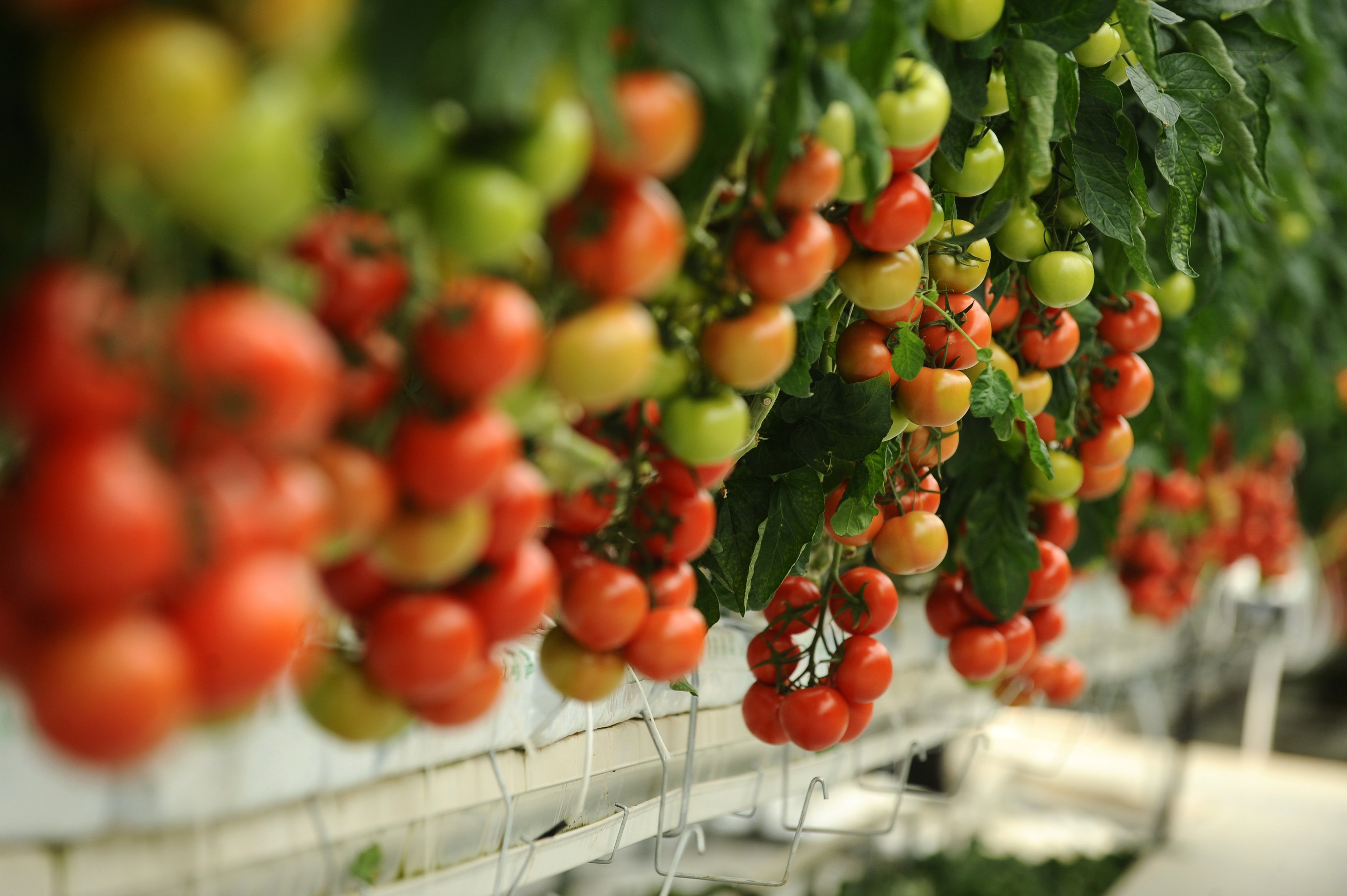 Tomato Greenhouse