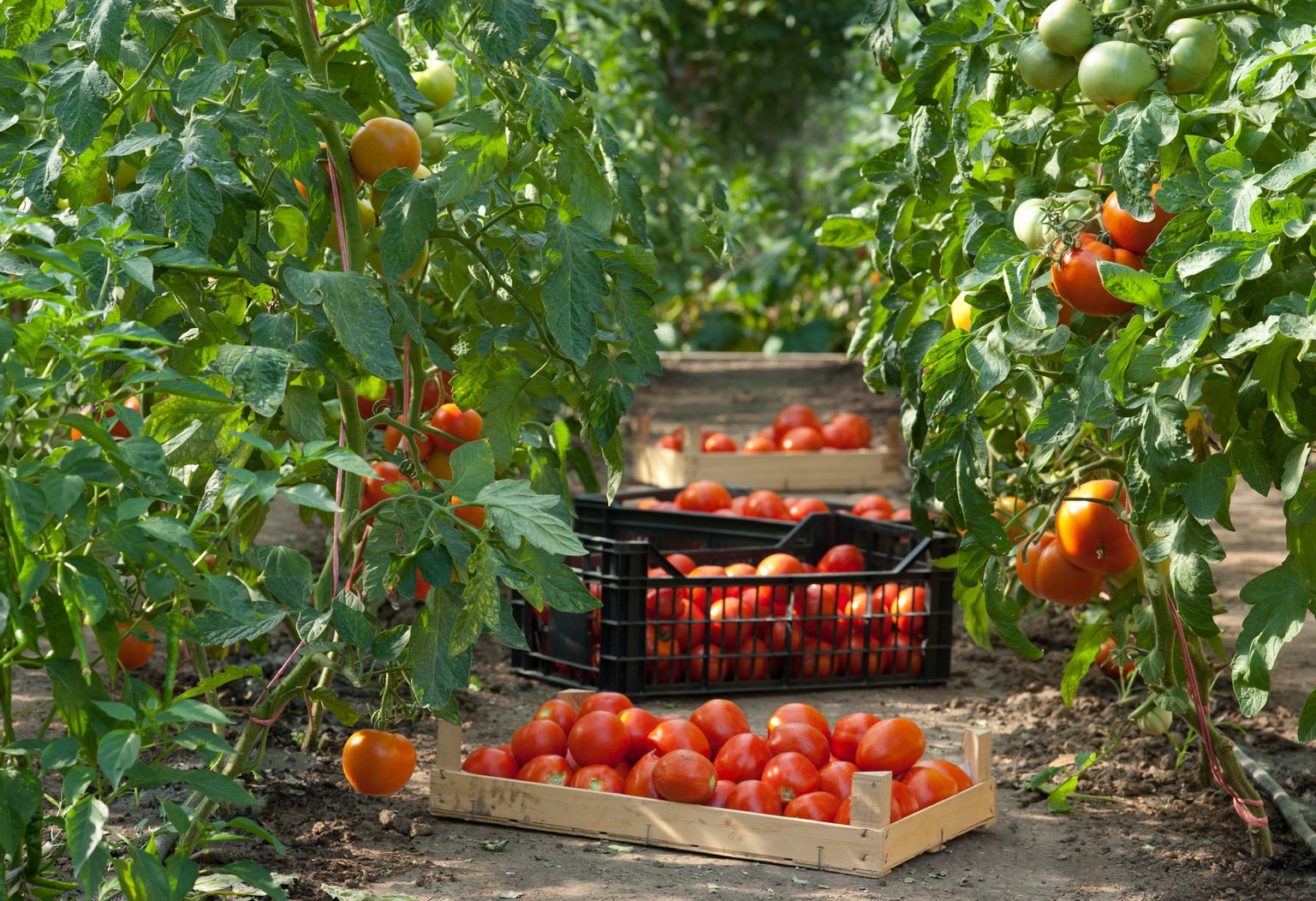 Harvesting  tomatoes